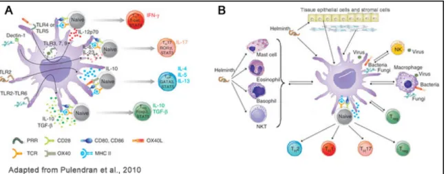 Figure 1.1 Dendritic-cell control of pathogen-driven T-cell polarization 