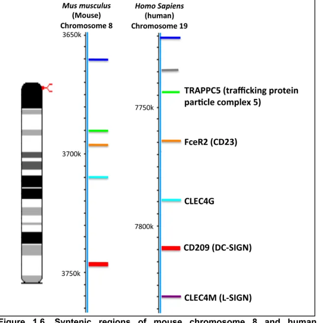 Figure  1.6.  Syntenic  regions  of  mouse  chromosome  8  and  human  chromosome  19  showing  the  position  of  the  DC-SIGN/CD209  (in  red)  next  to the Clec4G and CD23 genes