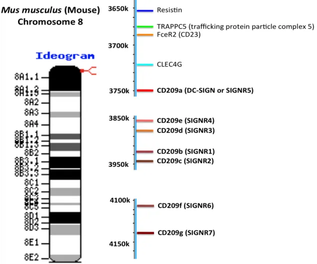 Figure 1.7. Illustration of chromosomal location and genomic organization  of  mouse  DC-SIGN  homologues  and  adjacent  genes  on  chromosome  8  A1.2–1.3