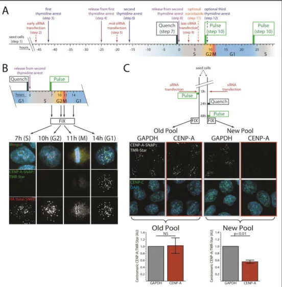 Figure 2.4 Combination of SNAP labeling, synchronization, and RNAi. (A) Schematic outline of quench-chase-pulse  protocol  combined  with  double  thymidine  arrest  and  RNAi  as  described  in  Basic  Protocol  3