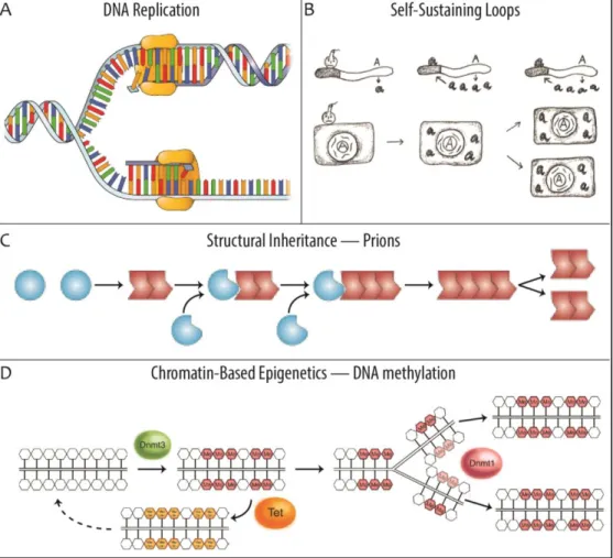 Figure 1.1 Examples of inheritance systems. (A) DNA is replicated in a semiconservative fashion