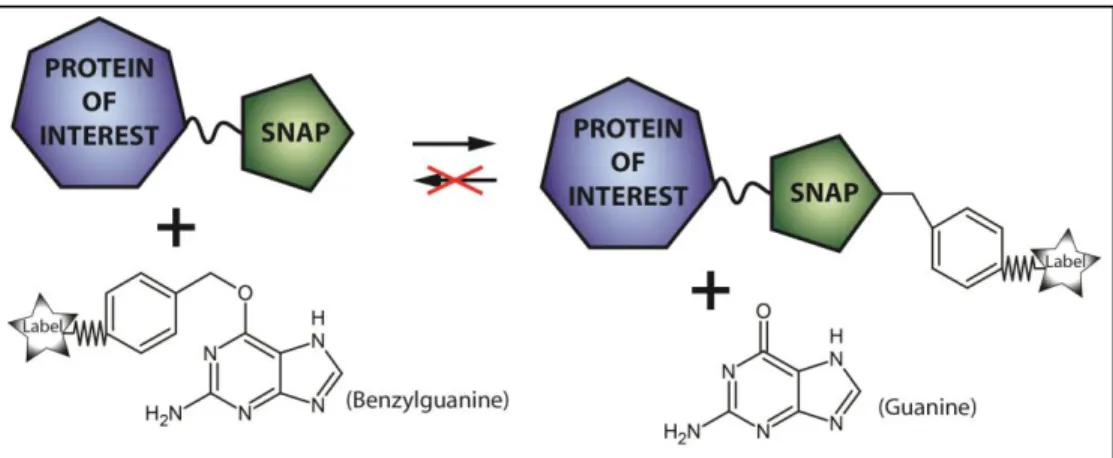 Figure 2.1 Principle of SNAP pulse labeling. SNAP is cloned as an epitope tag to a protein of interest