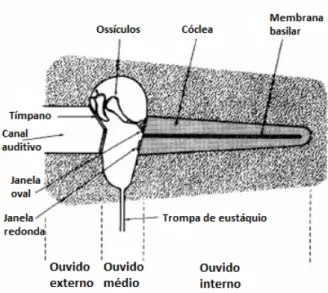 Figura 2.9: Esquema do ouvido humano (Adaptado de [12])
