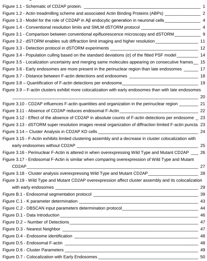 Figure 1.1 - Schematic of CD2AP protein.  _________________________________________________  1 Figure 1.2 - Actin treadmilling scheme and associated Actin Binding Proteins (ABPs) _______________  2 Figure 1.3 - Model for the role of CD2AP in Aβ endocytic g