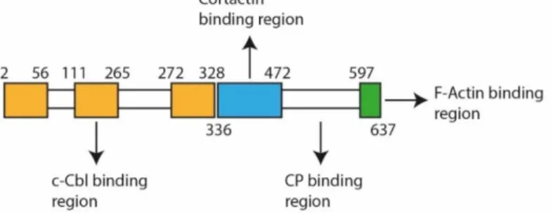 Figure  1.1  -  Schematic  of  CD2AP  protein .    Numbers  indicate  the  limits  of  each  domain