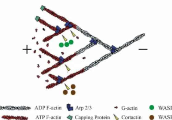 Figure 1.2 -  Actin treadmilling scheme and associated Actin Binding Proteins (ABPs) 