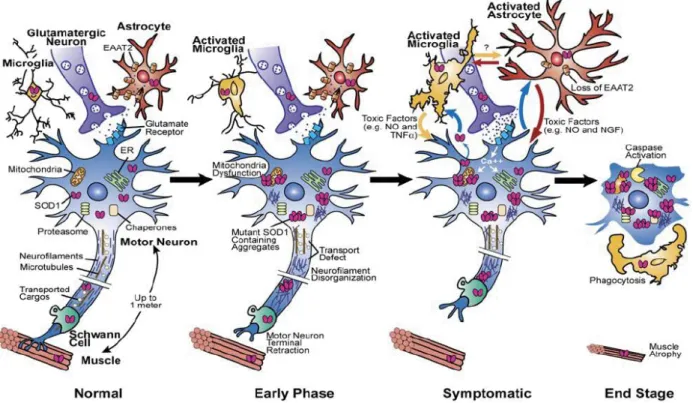 Figure 1.1 Model for the progression of ALS (from Boillee et al., 2006) 