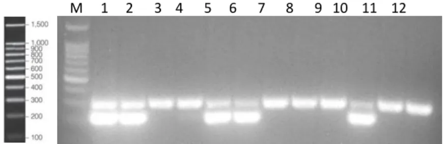 Figure 3.2 Example of a progeny genotyping 