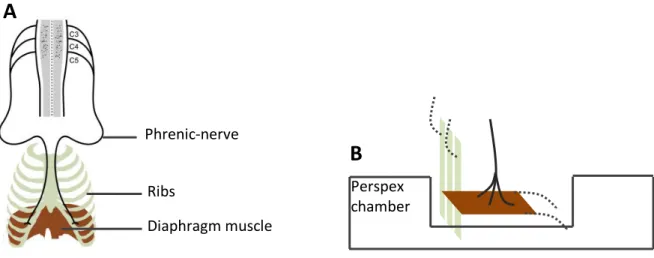 Figure 3.4 Scheme depicting diaphragm phrenic-nerve preparation  