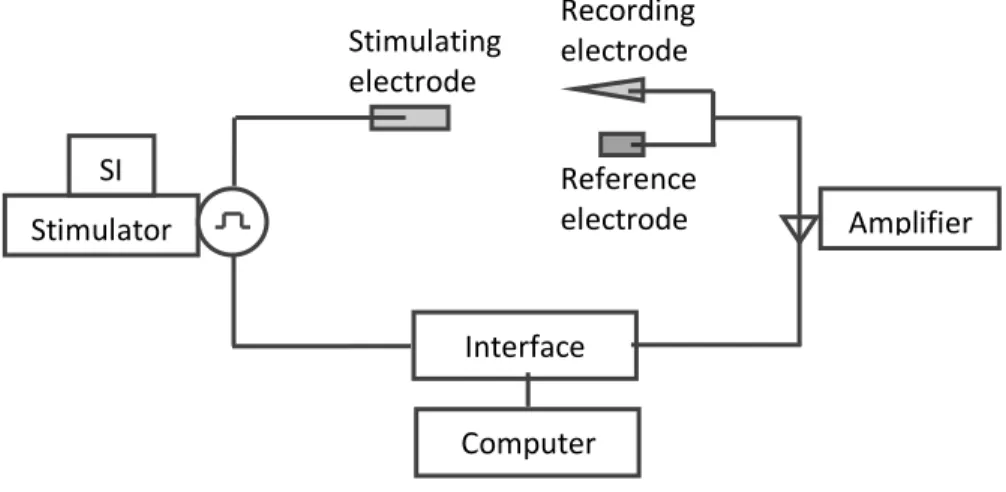 Figure 3.5. Diagram of the electrophysiological setup 