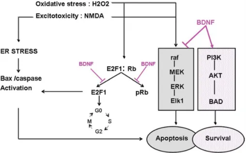 Figure 3 – BDNF induced action in several signalling pathways after exposure to NMDA  or H 2 O 2 