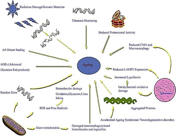 Figure 5 – Stochastic causes of ageing.  Illustration of various factors involved in cellular  ageing  [43] .