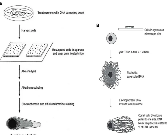 Figure  7  –  Diagrams  explaining  the  comet  assay  technique  and  mechanisms.  A  –  Representation  of  main  steps  of  the  comet  assay  protocol  [35] 