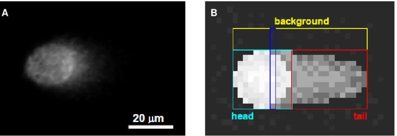 Figure 8 – Representation of the analysis process used by comet analysis software.    A  –  Image  of an acquired  comet