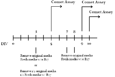 Figure  9  –  Schematic  representation  of  the  comet  assay  timeline.  Culture  media  replacement and comet assay experiment dates