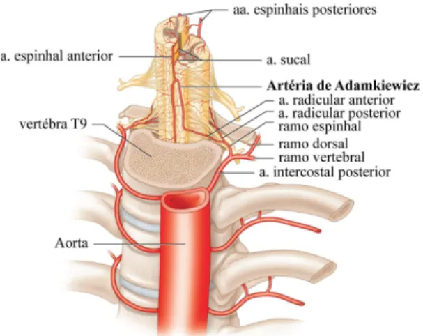 Figura 2. Anatomia da irrigação medular arterial, evidenciando  a artéria de Adamkiewicz.