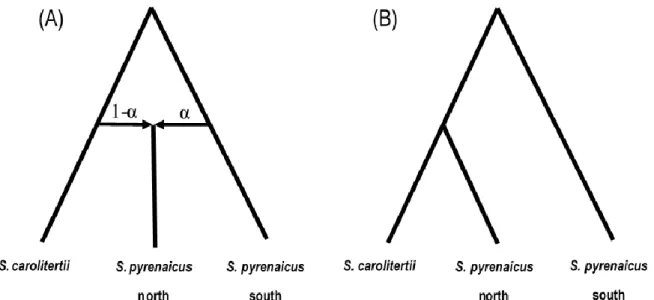 Figure 2.3 – Schematic representation of the two models compared with fastsimcoal2. (A) admixture; (B) no admixture