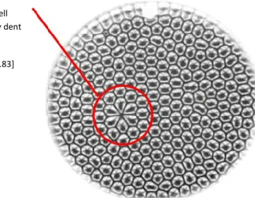 Fig. 6. Imperfection in a  hexagonal convection cell  pattern caused by a tiny dent  in the plate