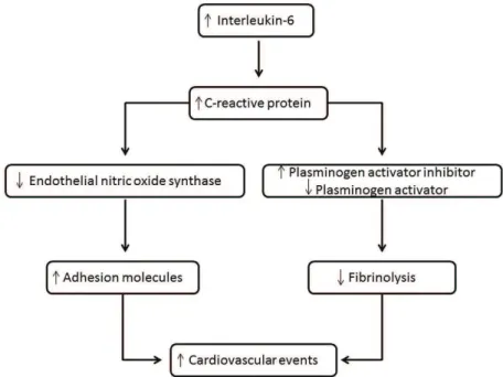Figura 3. Sequência de acontecimentos desde o aumento da interleucina-6 até o acontecimento de eventos cardiovasculares.