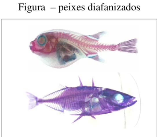 Figura  – peixes diafanizados  