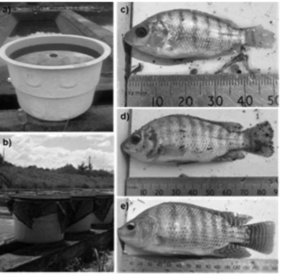 Figura 3: fotografias dos experimentos em Jundiaí - a) mesocosmo cheio mostrando dreno central; b)  mesocosmos cobertos com sombrite c) alevino de tilápia do Nilo; d) peixe juvenil e e) peixe adulto