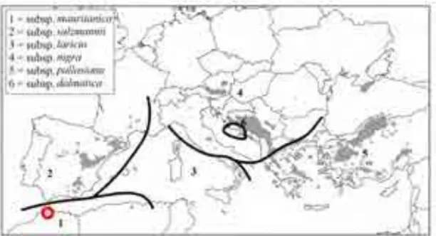 Figura 1. Distribución geográfica de las poblaciones naturales de  Pinus nigra de acuerdo a EUFORGEN (2009)