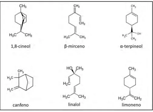 Figura 2. Fórmulas químicas de los principales componentes detectados en los aceites esenciales de las poblaciones estudiadas de Thymus  mastichina (L.) L