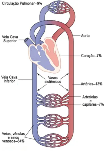 Figura 1 – Distribuição do sangue nas diferentes partes do sistema circulatório