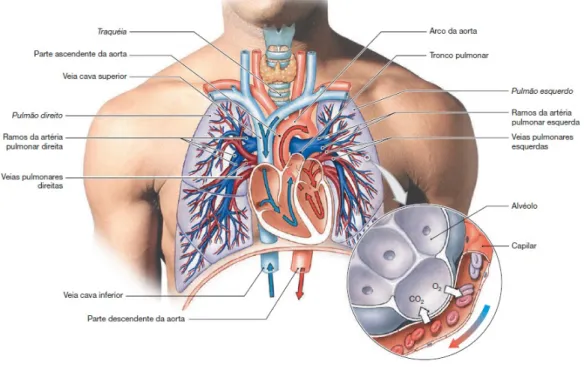 Figura 2 – Visão geral da circulação pulmonar