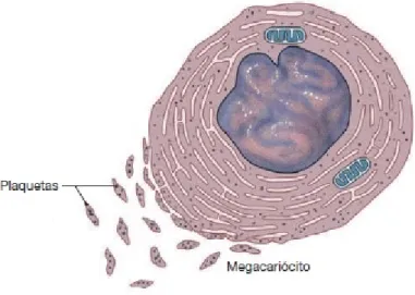 Figura 8 – Megacariócito e plaquetas