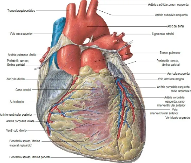 Figura 9 – Vista anterior do coração e grandes vasos