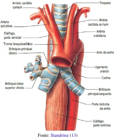 Figura 10 – Vista anterior do esôfago, traqueia e aorta torácica
