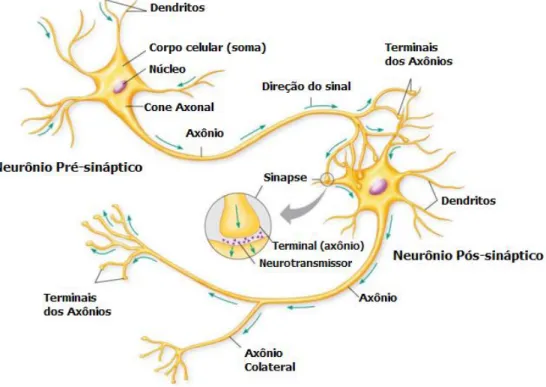 Figura 2.1: Figura mostrando neurônios, dendritos, soma, axônios e sinapses. Retirada de 