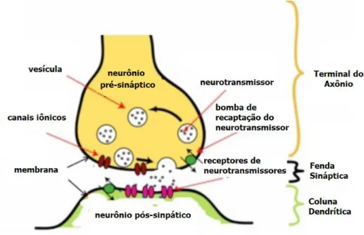 Figura 2.2: A interação entre o neurônio pré-sináptico e o neurônio pós-sináptico. 