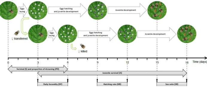 Figure  1.  Experimental  setup  used  to  measure  the  performance  of  Wi  and  Wu  T