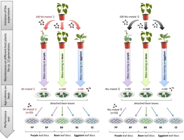 Figure 2. Experimental setup describing the different rearing conditions used to compare the performance of  Wi and Wu T