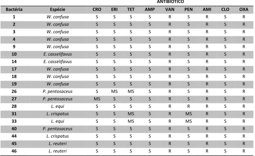 Tabela 4. Suceptibilidade/resistência aos antimicrobianos de bactérias láticas isoladas de fezes de potros