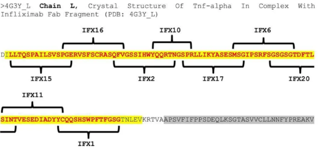 Figure 6 - Localization of the infliximab synthesized peptides on chain L FAB IFX. 