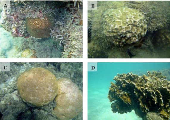 Figura 2.4: Espécies de corais monitoradas.  (A) F. gravida, (B) P. astroides, (C) S. stellata e (D) M