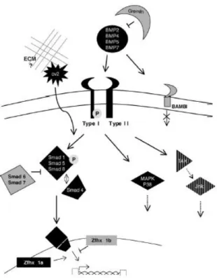 Figure  2  –  Schematic  representation  of  BMP  signaling  pathway  involved  in  interdigital  cell  death  triggering