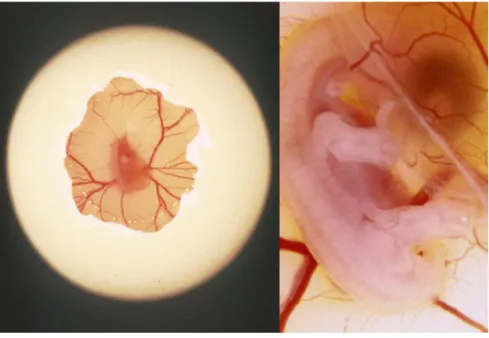 Figure 3 – Experimental manipulation of a chicken embryo, in ovo. (A) In ovo manipulation of a chicken embryo by opening  a window in the eggshield