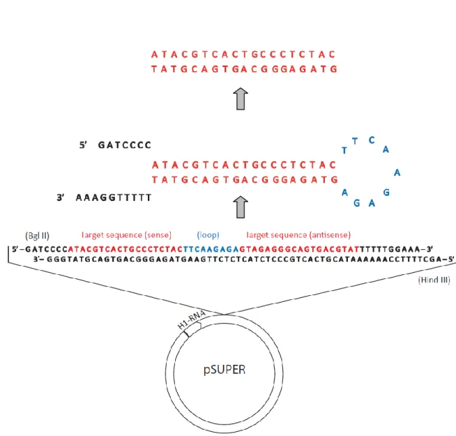 Figure 4 - Mechanism of synthesis of RNAi from the pSUPER vector. 