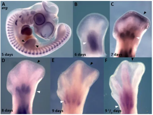 Figure  8  –  erg  expression  pattern  in  duck.  In  situ  hybridization  for  erg  in  duck  embryos  shows  that  during  limb  development this gene is expressed at the anterior and posterior necrotic zones (A, arrowheads)