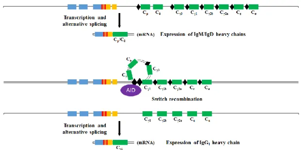 Figure 2 – Class Switch Recombination process. 
