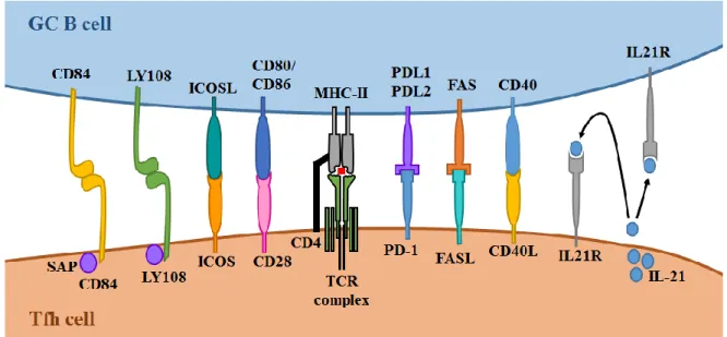 Figure 6 – Tfh-B cell signals. 