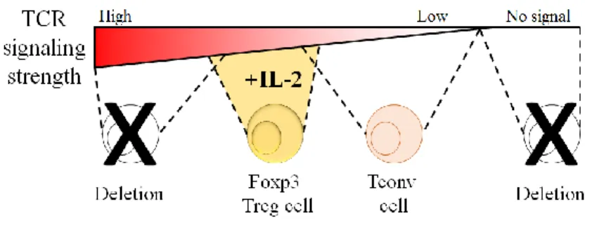 Figure 7  – TCR signaling strength determines Treg differentiation in the thymus. 