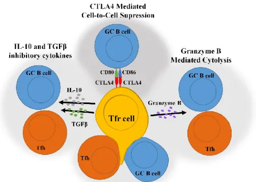 Figure 8 – Tfr cell suppression mechanisms. 