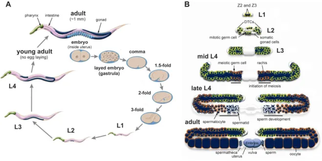 Figure  1.1.  Life  cycle  of  C.  elegans  and  germline  development.  (A)  Life  cycle  of  a  self- self-fertilizing  hermaphrodite