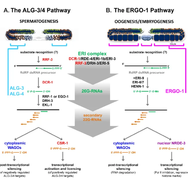 Figure  1.5.  The  ALG-3/4  and  the  ERGO-1  26G-RNA  pathways.  Both  pathways  generate  primary 26G-RNA primary siRNAs through the concerted activity of proteins grouped in the ERI  complex