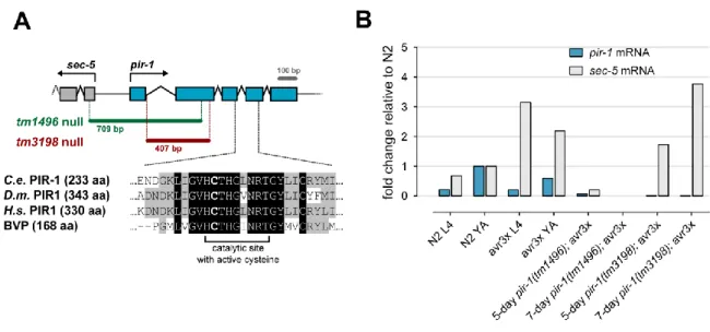 Figure  2.1. Both  tm1496  and  tm3198 deletions  constitute  null  alleles  of  pir-1
